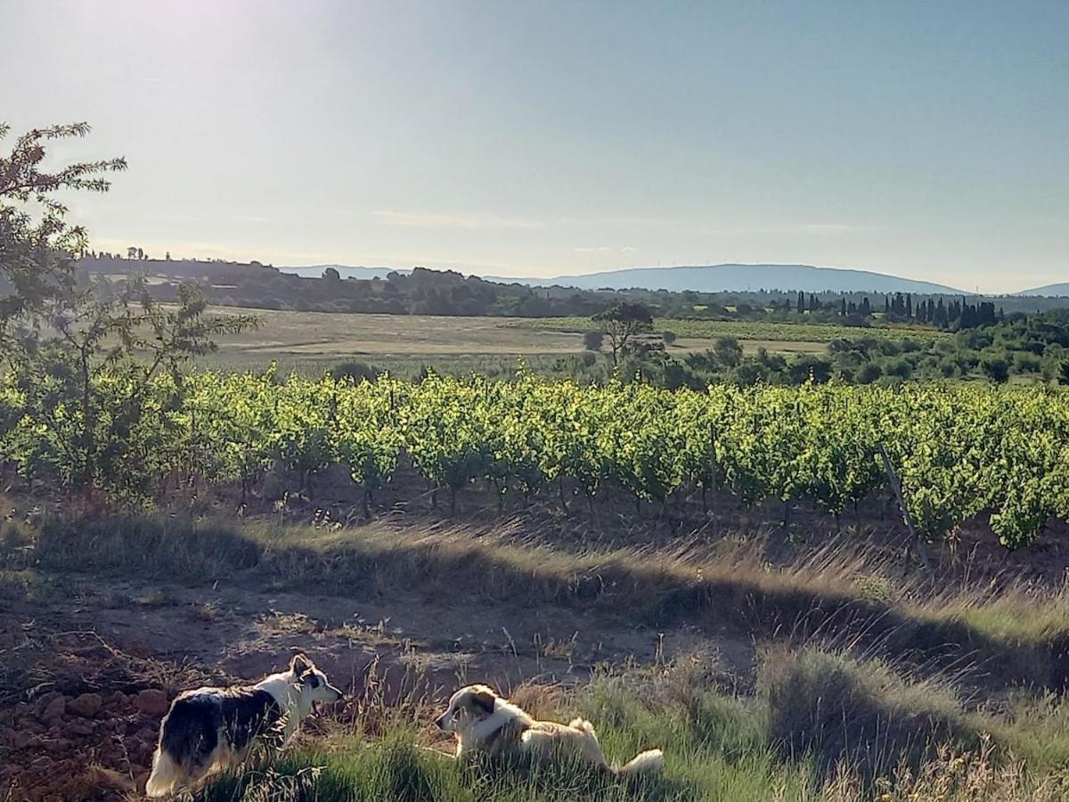 Rieux-Minervois Domaine Saint Augustin 빌라 외부 사진