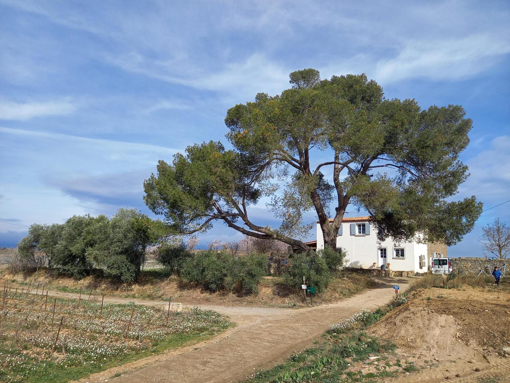 Rieux-Minervois Domaine Saint Augustin 빌라 외부 사진